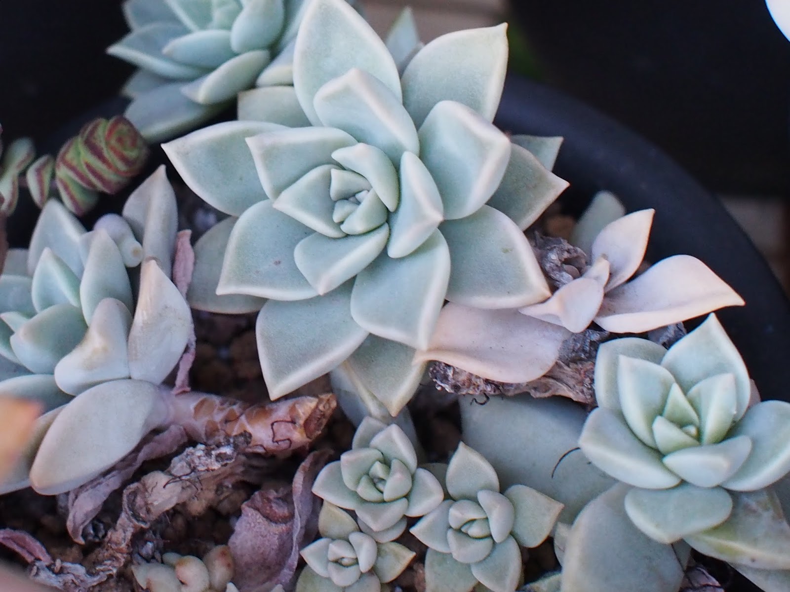 薄氷 姫朧月 銀紅蓮 Rouka Succulents Note