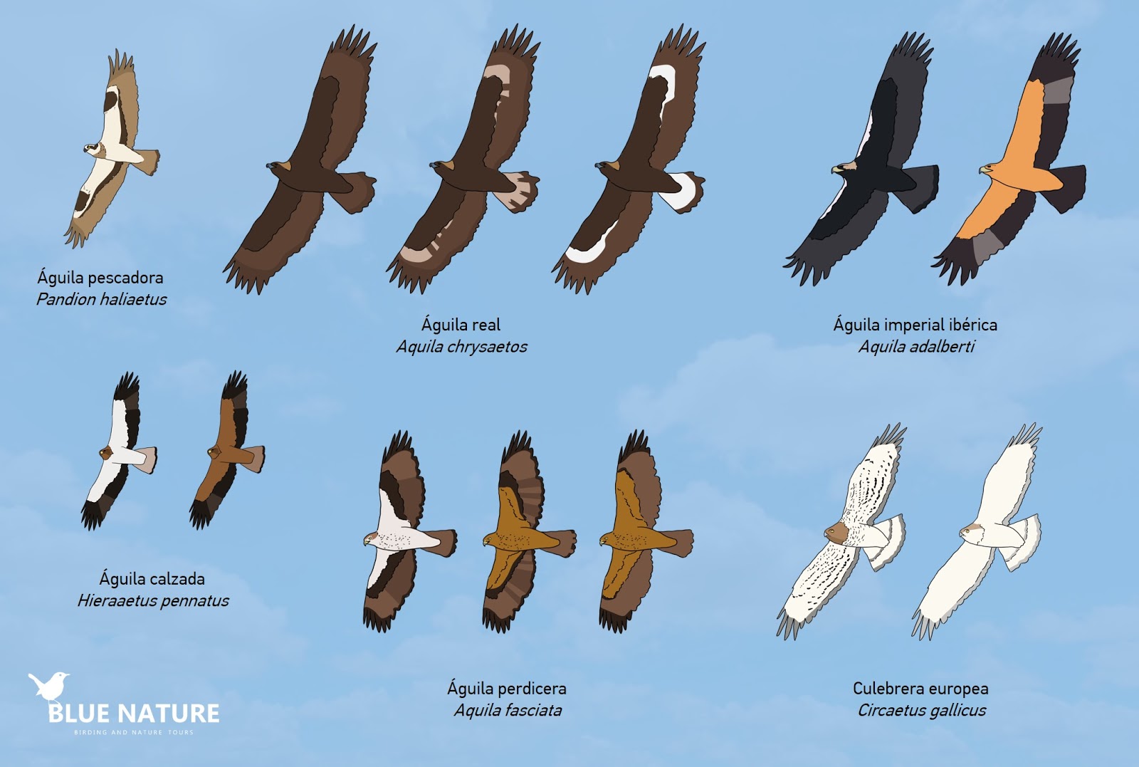 Featured image of post Silueta De Aguila Volando Encuentra y descarga recursos gr ficos gratuitos de silueta del aguila