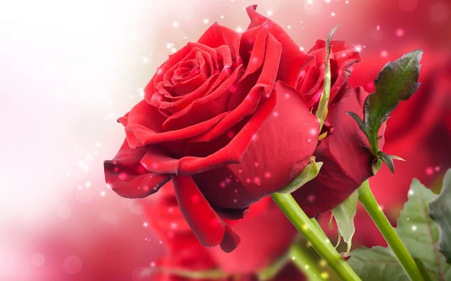 Prachtige close up foto van rode rozen