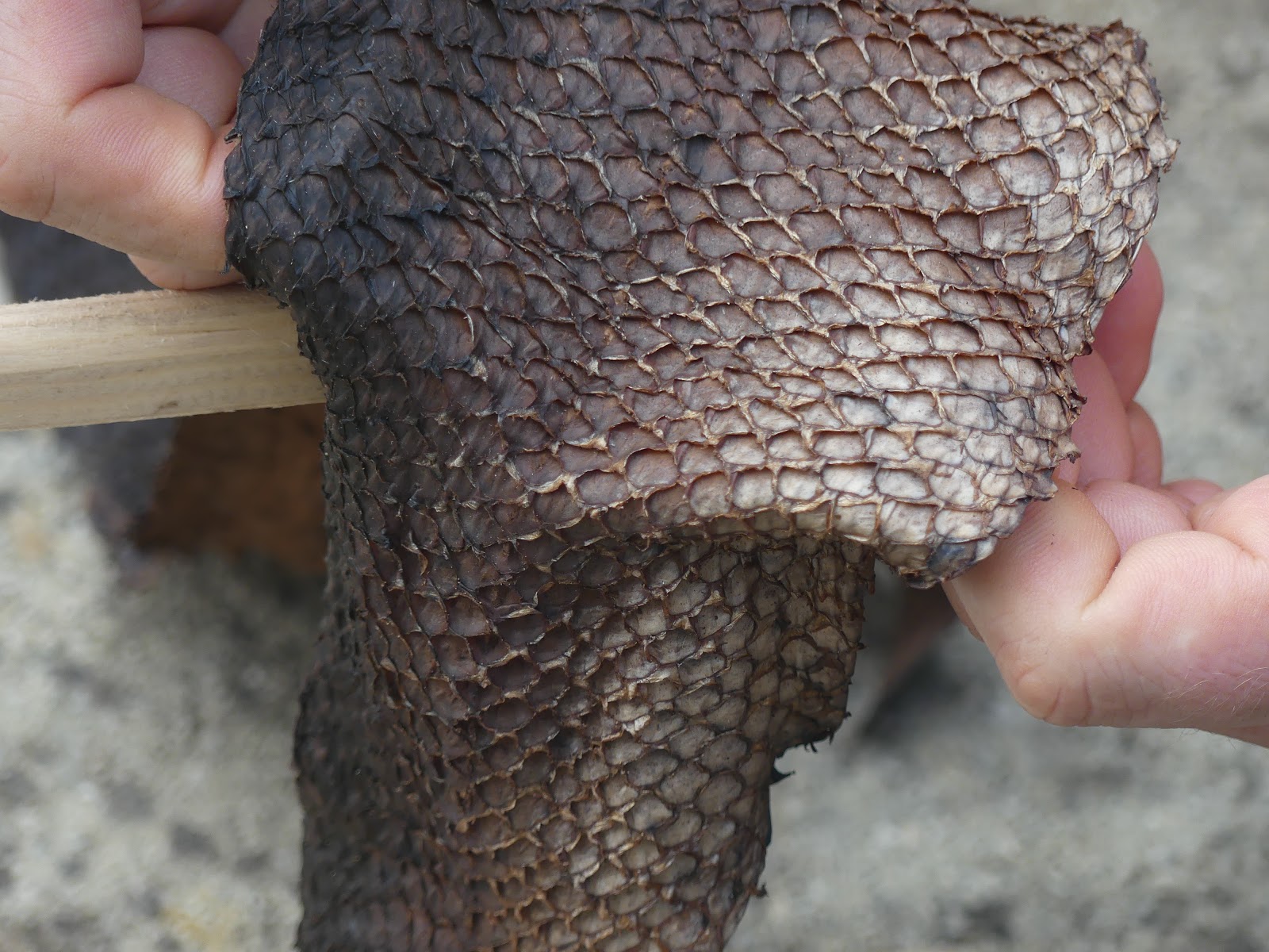 The Outdoor Traditionalist Fish Skin Leather