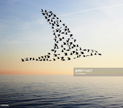 birds bird flock feather together