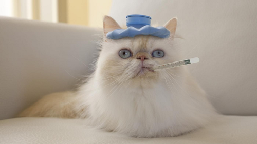 4 Steps First Aid for Cat with Fever 4 Steps First Aid for Cat with Fever