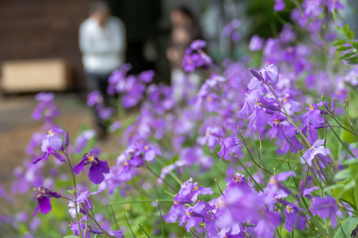 柳瀬川だより 道端でよく目にするムラサキダイコンソウ