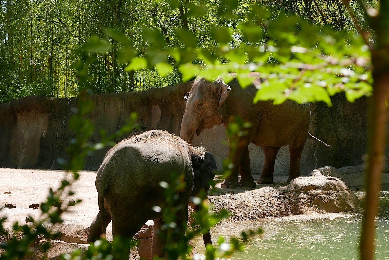 St Louis Zoo Parking Pass Walden Wong