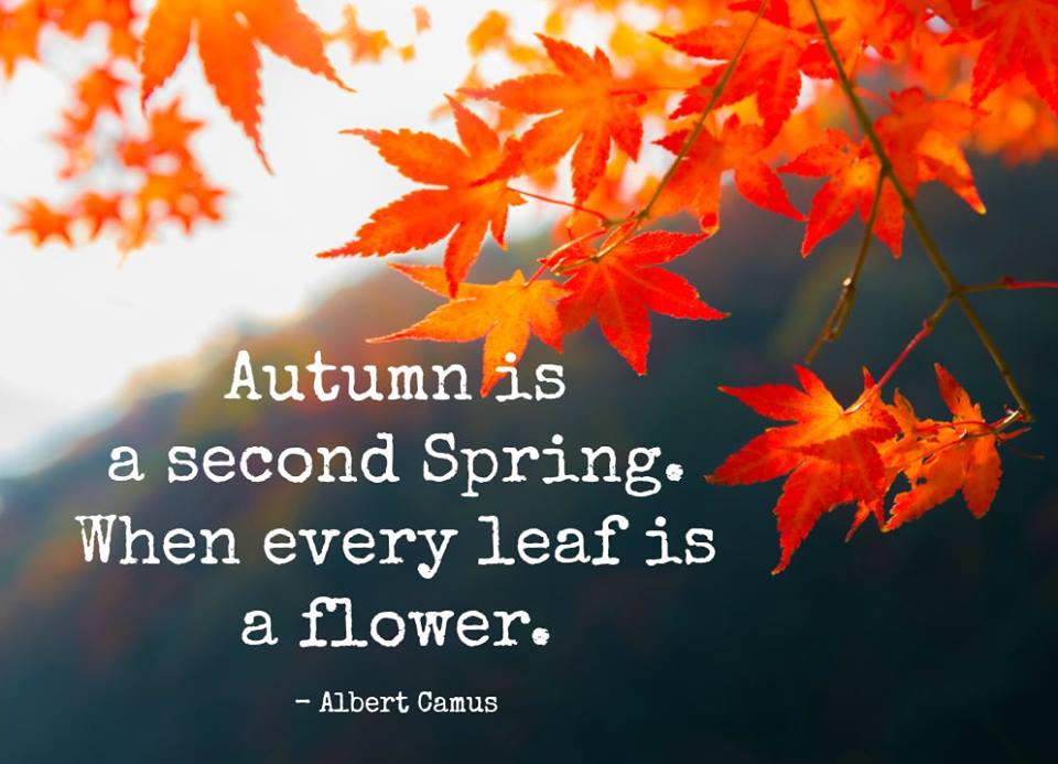 Quotes & Inspiration: Autumn is a second spring when every leaf is a ...
