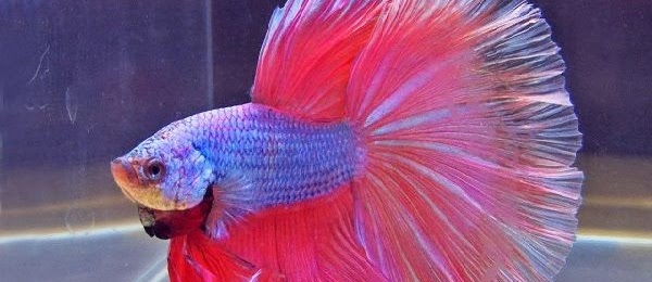 Pecinta Cupang? Baca Proses Perawatan Cupang untuk Kontes