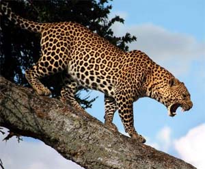 Perbedaan Antara Cheetah Jaguar Macan Tutul Re Tawon