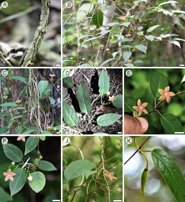 [Botany • 2020] Ruehssia sumiderensis (Apocynaceae: Asclepiadoideae) • A New Species from Chiapas state, Mexico