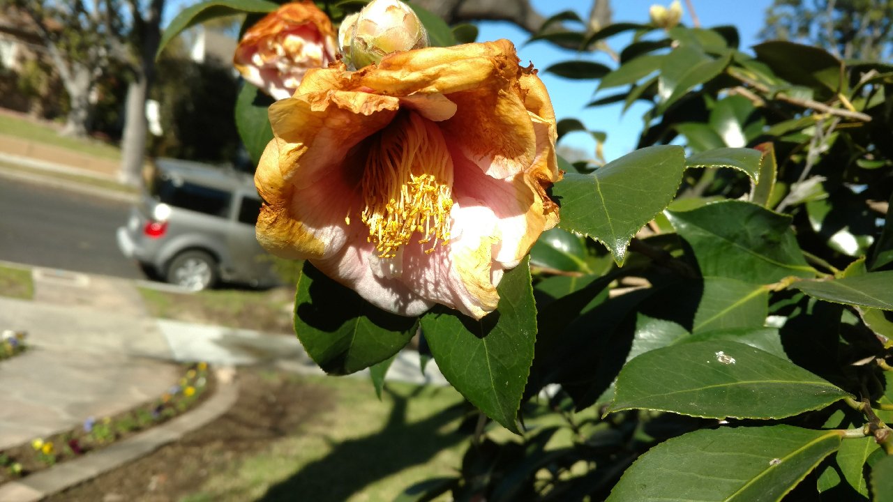 Sacramento Digs Gardening What to do about brown camellias