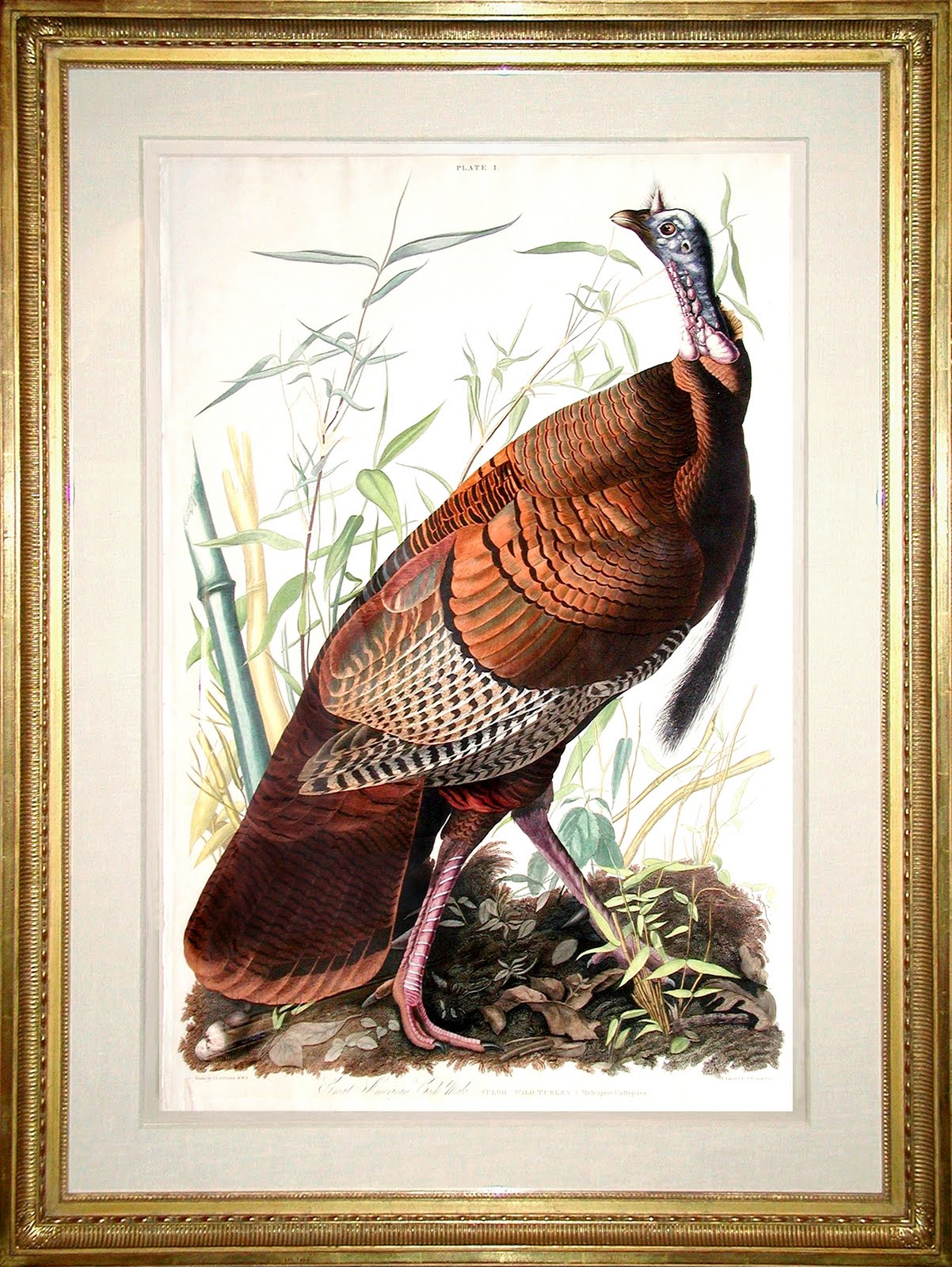Audubon Offering of the Day "The Wild Turkey" John James Audubon (1785