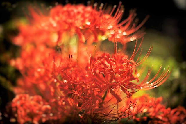 Ảnh hoa bỉ ngạn đẹp hình nền hoa bỉ ngạn 3d 4k full HD