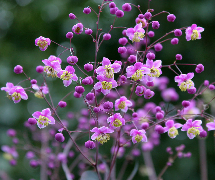 'Lavender Mist' Meadow Rue