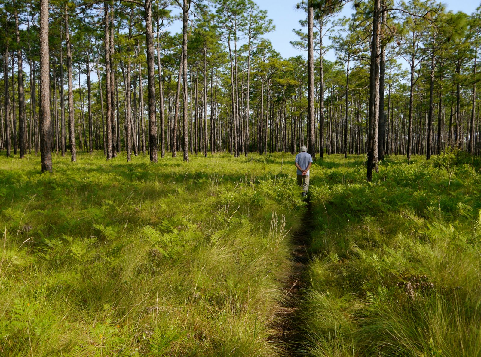 My postcard Green Swamp Preserve in Brunswick County, North Carolina