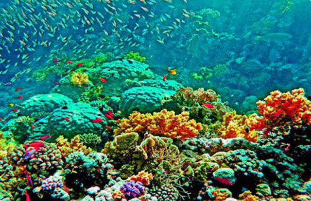 Lusong Coral Garden Reefs and Wrecks