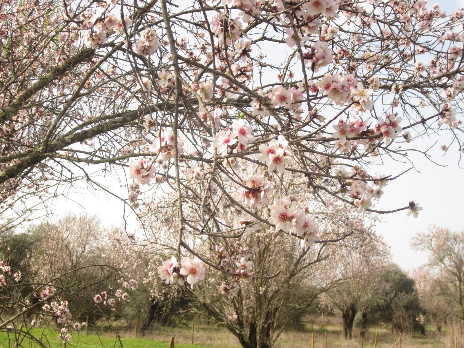 Nave do Barão NA ROTA DAS AMENDOEIRAS EM FLOR