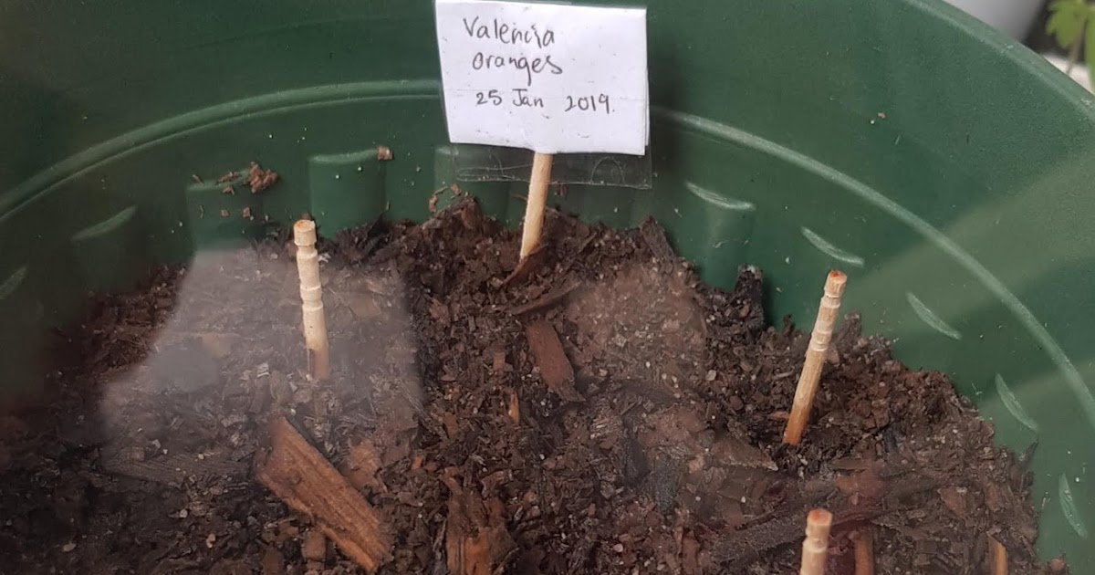 Growing Valencia orange from seed 2nd Batch