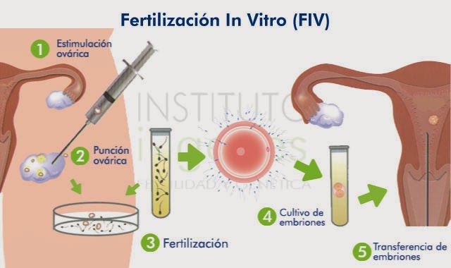 5 dias despues de inseminacion artificial
