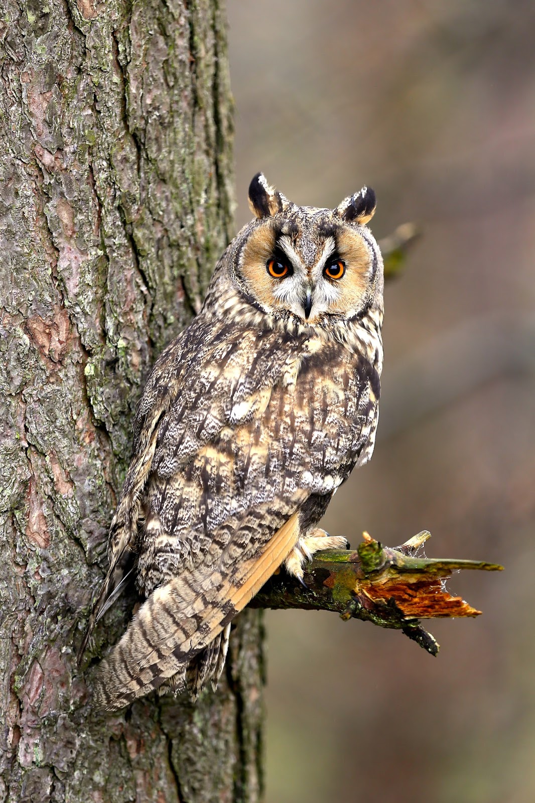 TrogTrogBlog Bird Of The Week Long eared Owl trogtrogblog-bird-of-the-week-long-eared-owl