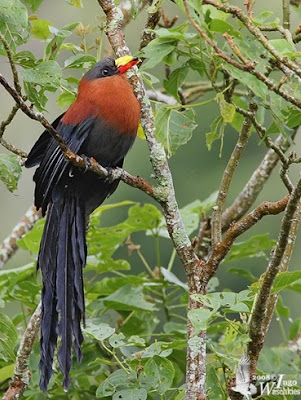  burung ini tersebar di benua Australia dan dunia lama Burung Cuculidae Bertelur Dengan Merugikan Burung Lain