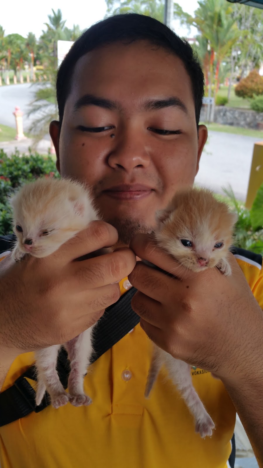 Xing Fu TWO KITTENS LEFT CAN THEY SURVIVE?