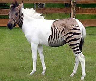 Zonkey - Amaxing