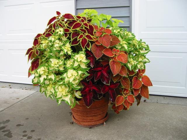 Rumah Bunga Neisha Rumah Bunga Neisha Celeous Alias Miana Corak Daunnya Sungguh Mempesona