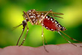 Lifestyle Tips:7 Easy and Effective Ways to Remove Mosquitoes