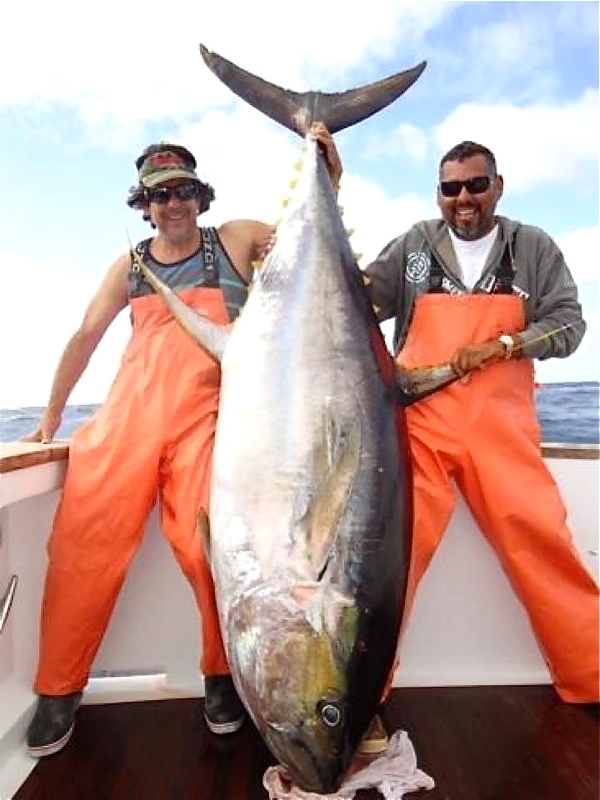 Big Fishes of the World TUNA YELLOWFIN (Thunnus albacares)