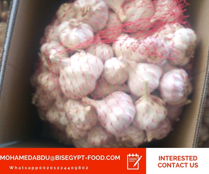garlic wholesalers