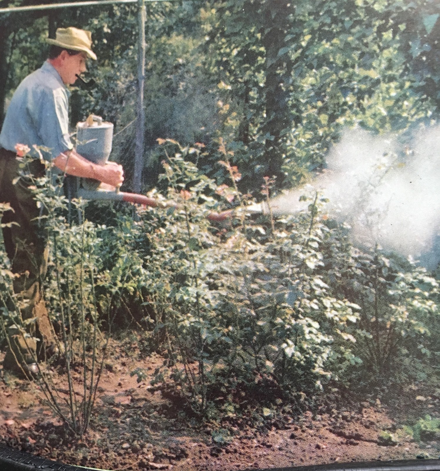 The Minnesota Rose Gardener The PesticideFree Rose Garden