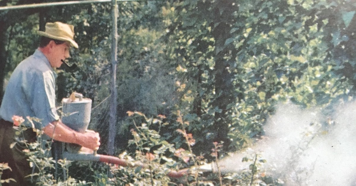 The Minnesota Rose Gardener The PesticideFree Rose Garden