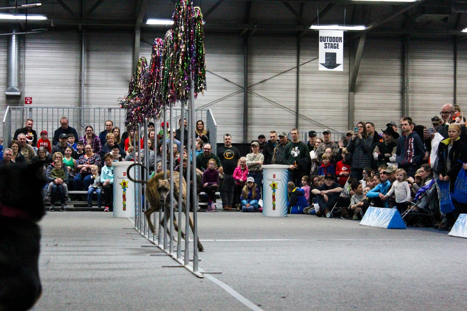 Apex Agility Greyhounds SuperDogs Edmonton Boat and Sportsmen's Show