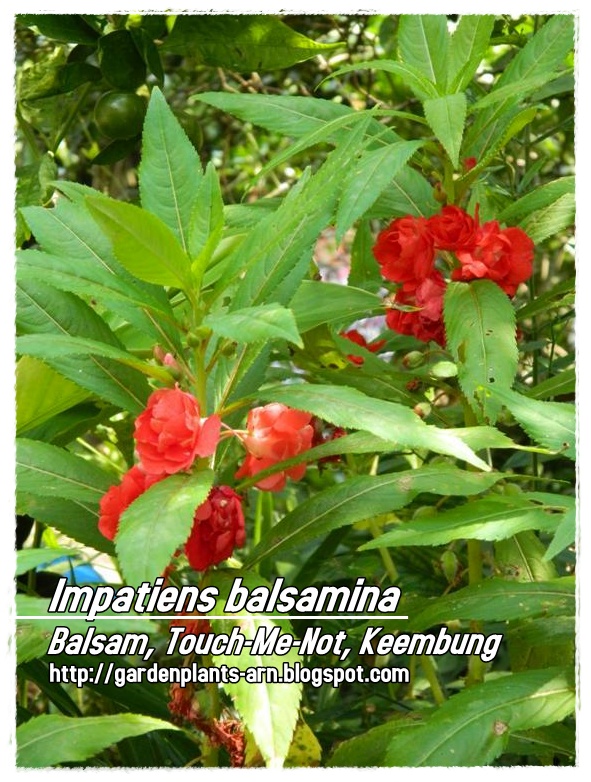1001 garden plants in singapore 4th edition pdf 1001 garden plants in singapore 4th edition pdf