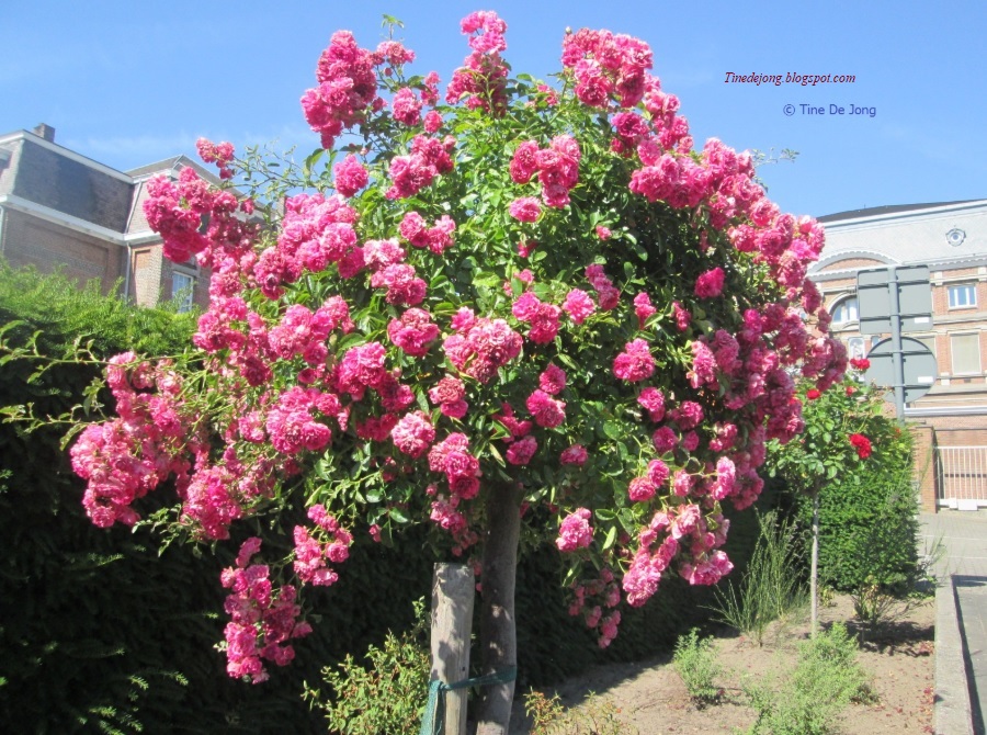 Gedichten En Verhalen Uit Het Leven Ode Aan De Roos