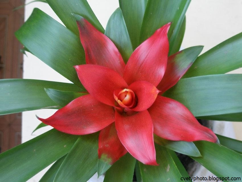 Гузмания цветок. Гузмания красная. Цветок красный комнатный гузмания. Домашний цветок с красным цветком