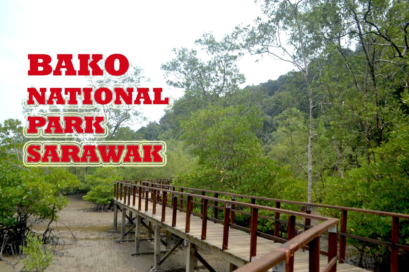 Bertemu Macaca Dan Babi Janggut Di Taman Nasional Bako Sarawak Duniaindra