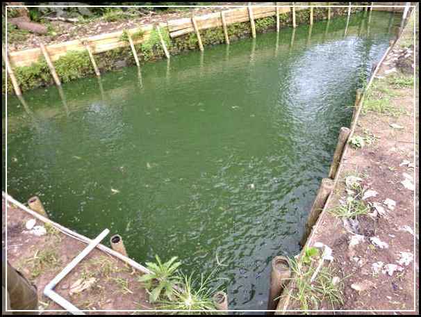 4 tips cara budidaya ikan lele di kolam tanah www 4 tips cara budidaya ikan lele di kolam tanah www