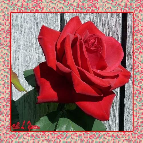 Red Rose for U