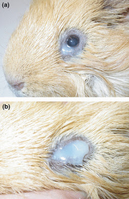 Signs your Guinea Pig might be sick