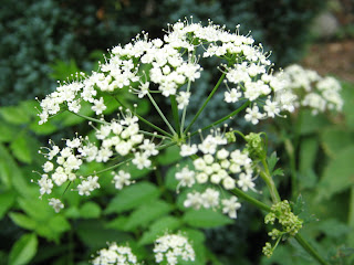 Pimpinella Flor en Segus (Francia)