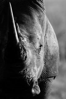 Rhino wild photography 