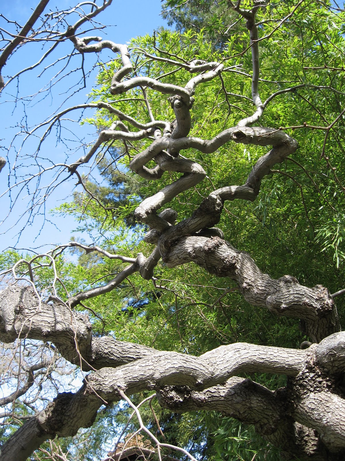 java-moss-koi-pond-10