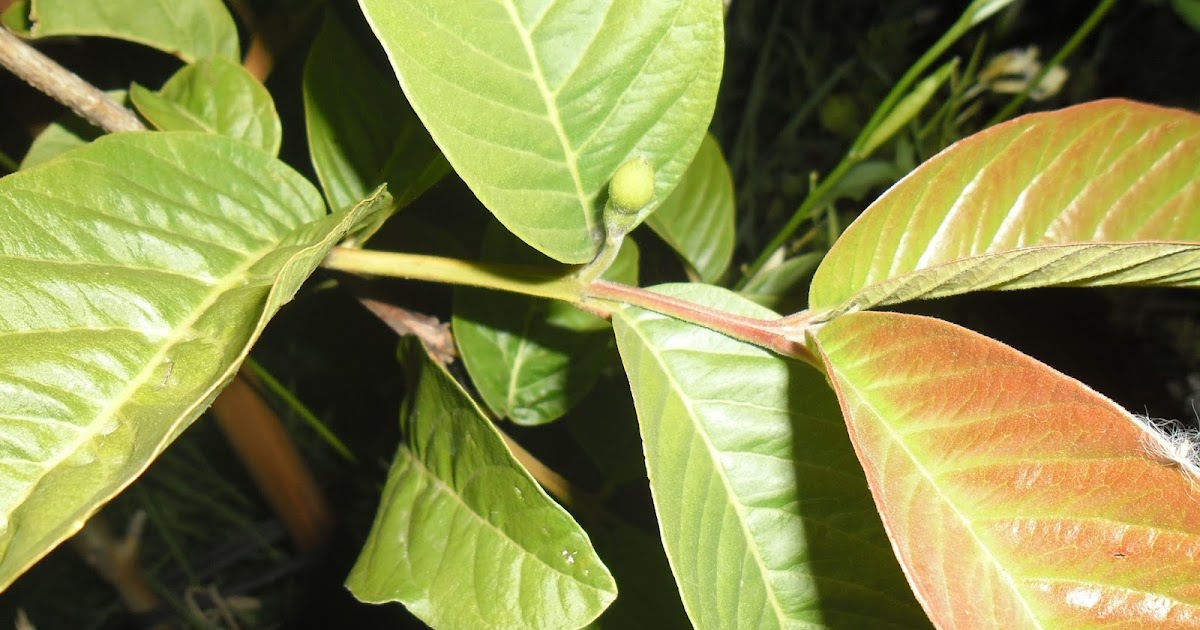 plantas medicinales de la comunidad de el porvenir Las hojas de la