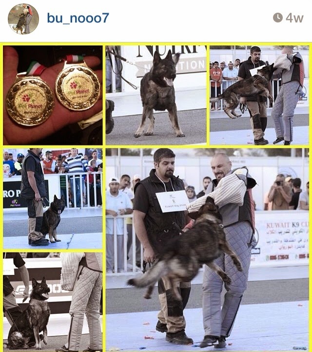 Desert Girl on Kuwait My Kuwait Dog Obedience School Experience
