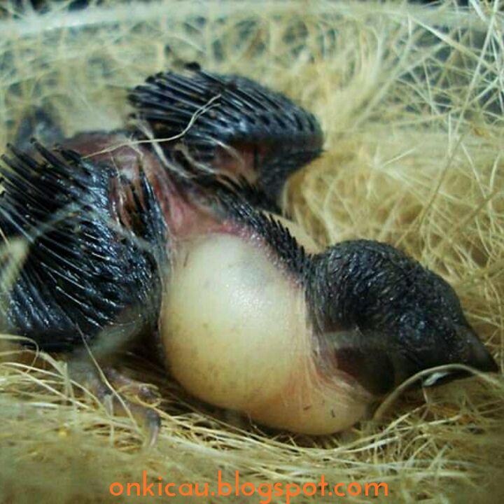 Cara Membentuk Burung Emprit Pipit Agar Bersuara Kenari On Kicau