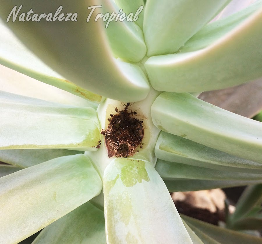 Hormigas formando colonia en el tallo de una planta suculenta