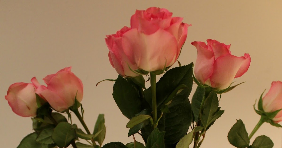 How To Revive Wilted Roses love my simple home
