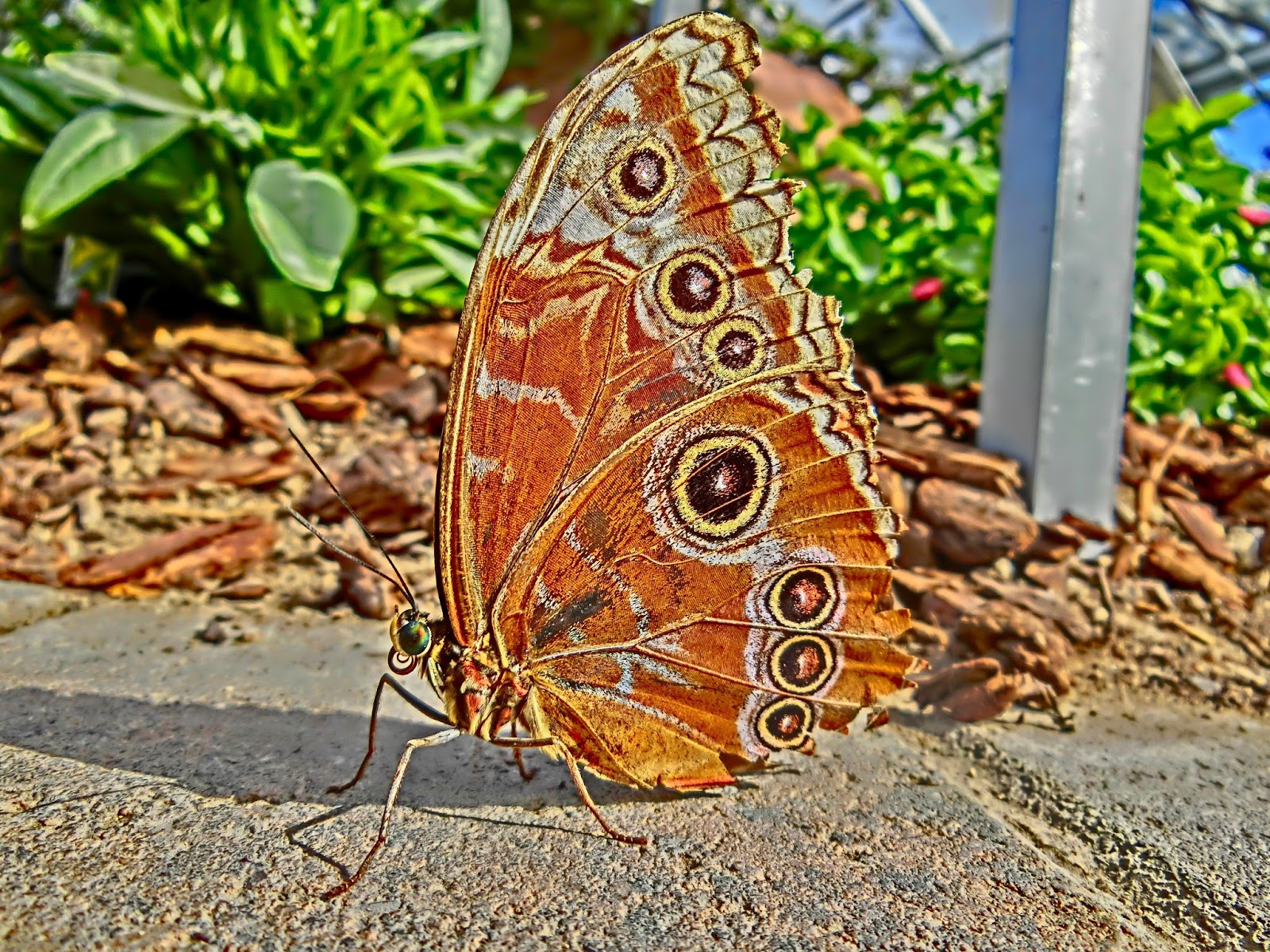 Nau speak Vegas Springs Preserve Butterfly Exhibit