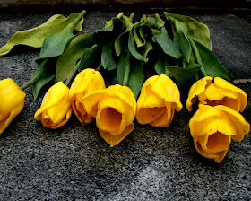 Yellow Tulips Wallpapers