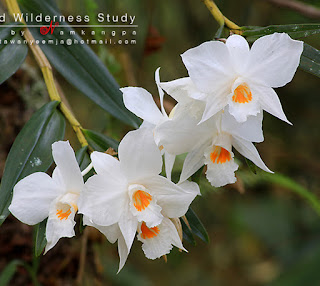 Lan Hoàng thảo bù đăng - Dendrobium infundibulum. Lindl.